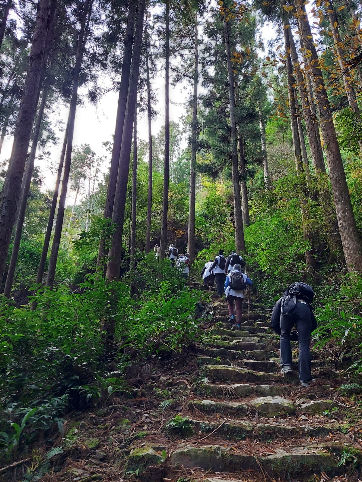 A line of walkers on stone steps among cedar trees.